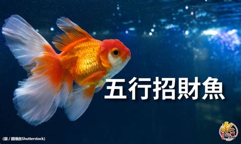 招財魚數量|養魚招財：最佳魚隻數量